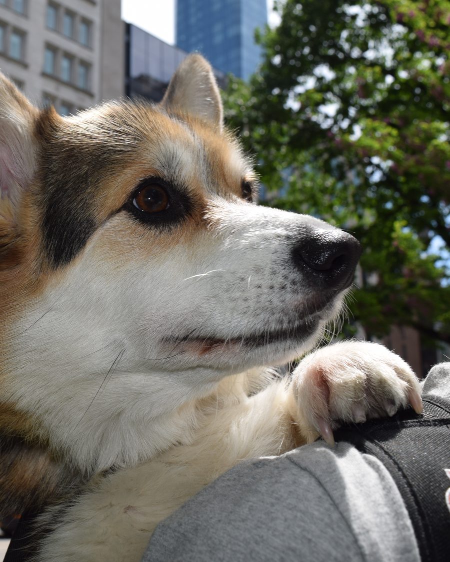 Atticus the corgi looking heroically across a Manhattan street.